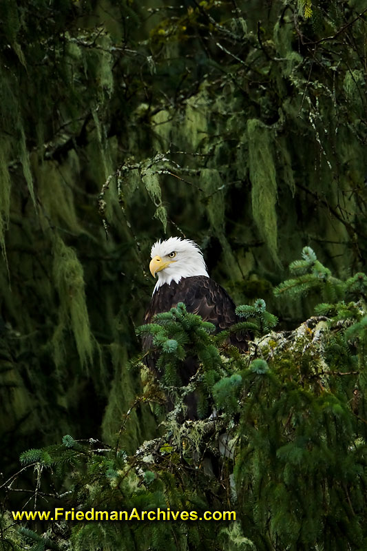 eagle,bird,nature,green,forest,sitting,watching,underexposed,surveillance,